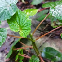 Begonia dipetala Graham